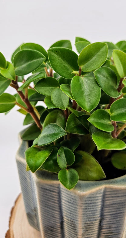 Peperomia Orba Pixie Green