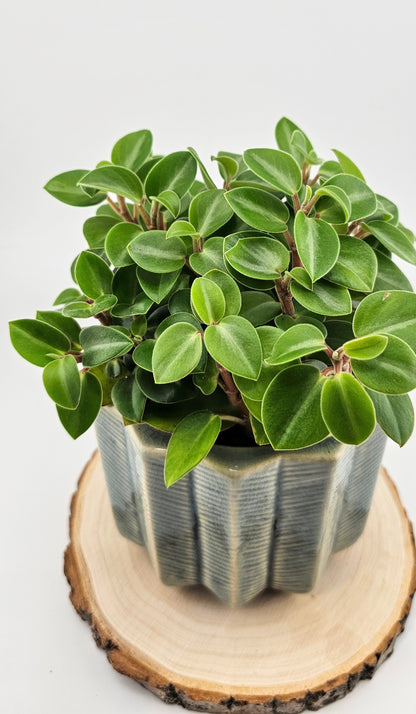 Peperomia Orba Pixie Green