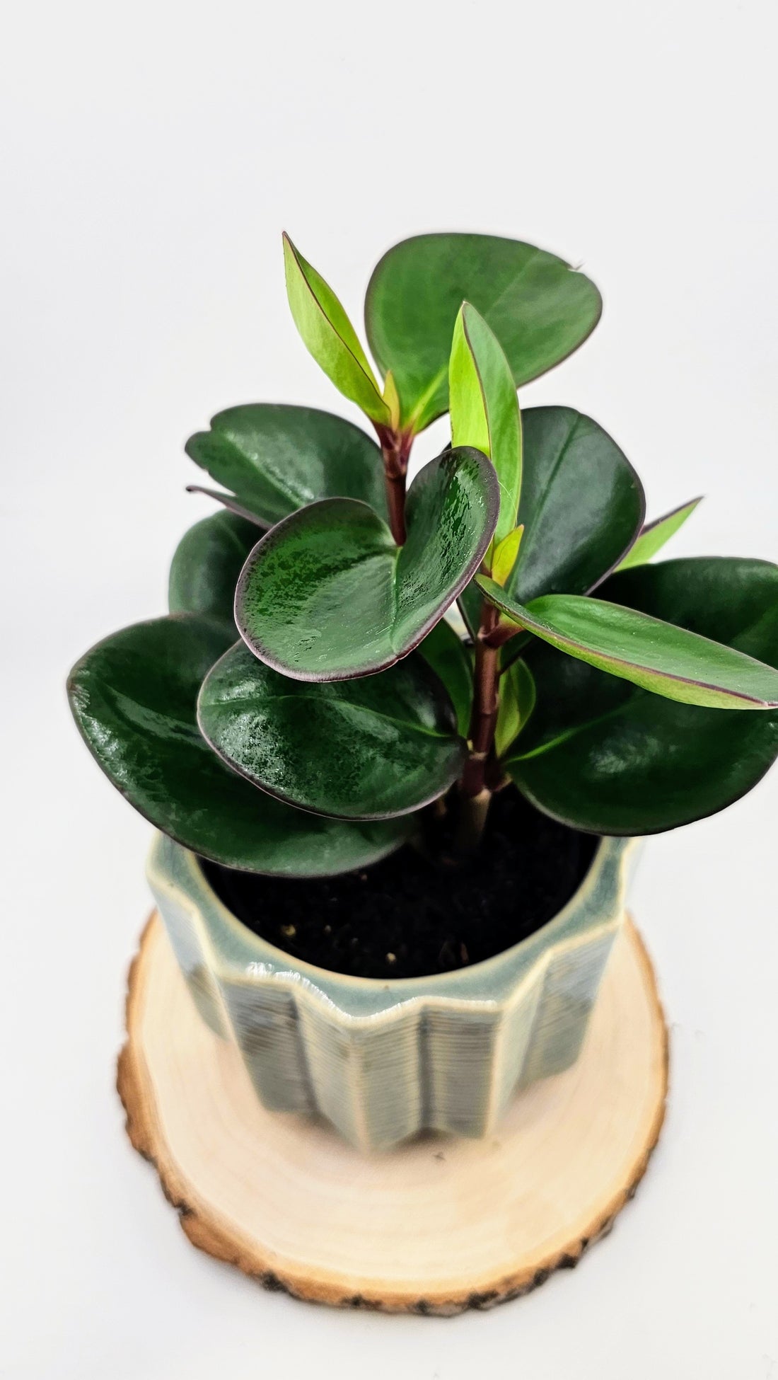 Peperomia Red Edge 4&quot;