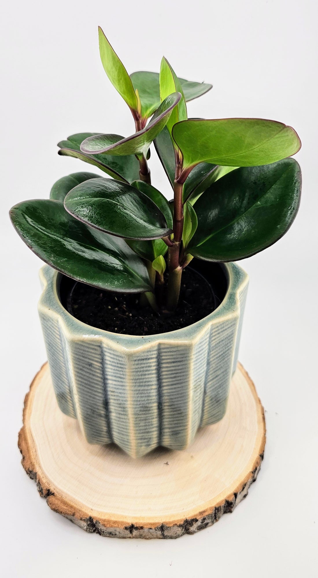 Peperomia Red Edge 4&quot;