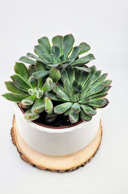 Succulent Combo 5&quot;