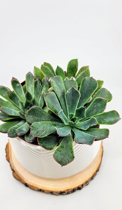 Succulent Combo 5&quot;
