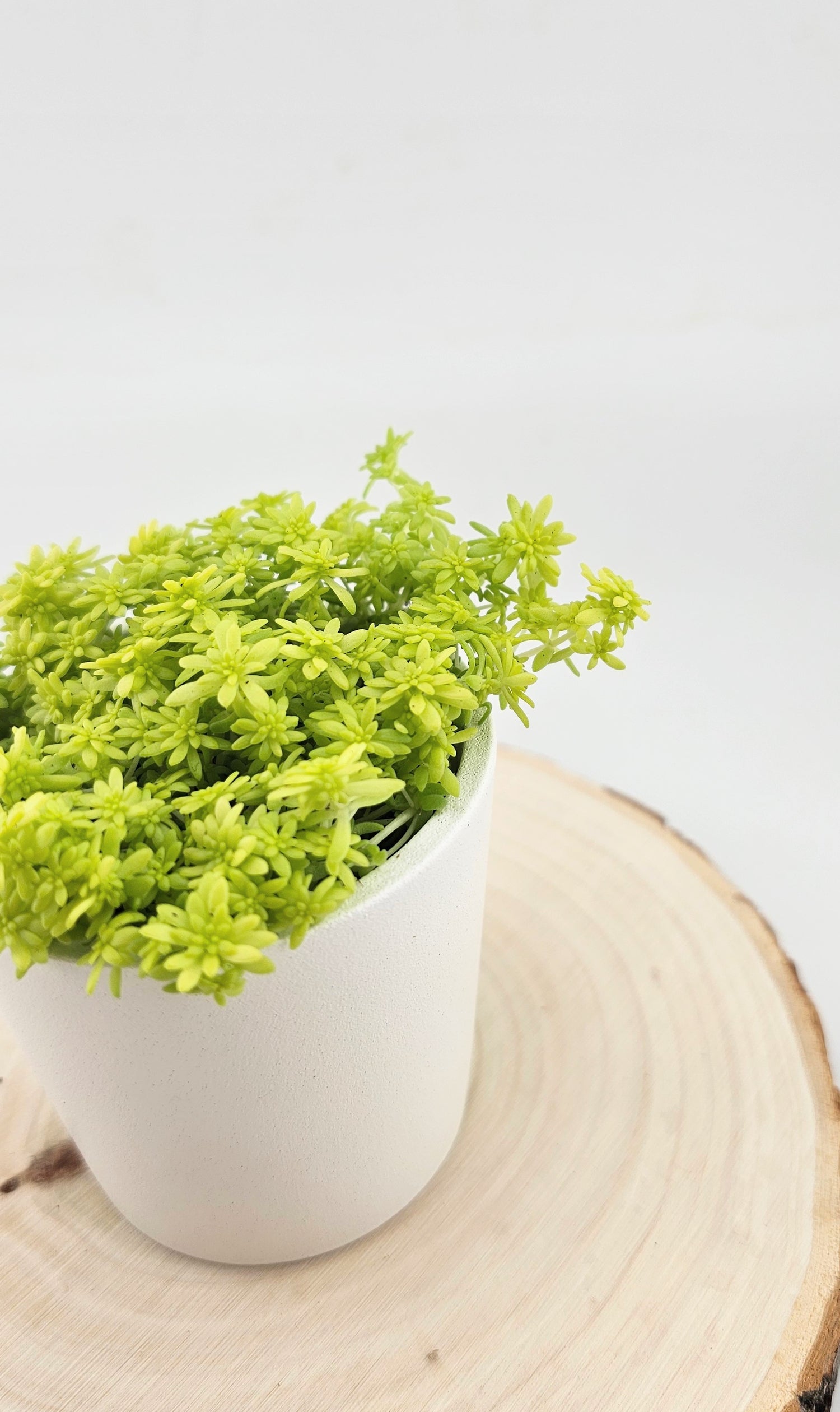 Sedum Fine Gold Leaf 2&quot;