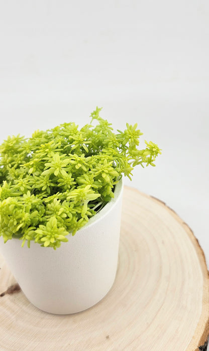 Sedum Fine Gold Leaf 2&quot;