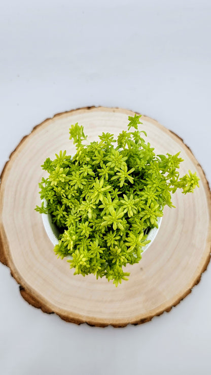 Sedum Fine Gold Leaf 2&quot;