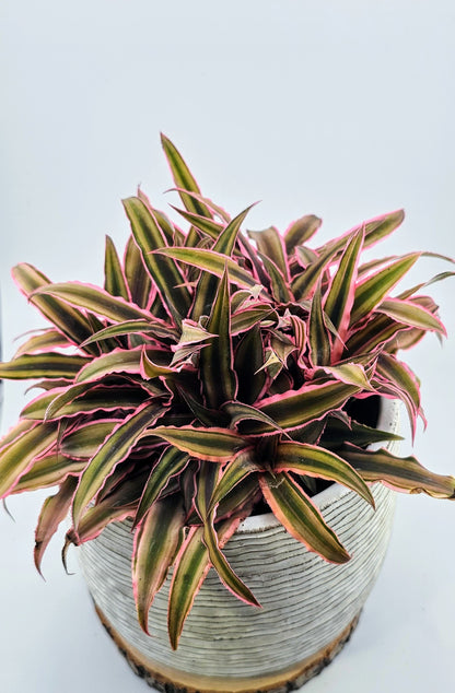 Cryptanthus bivittatus Earth Star 6&quot;