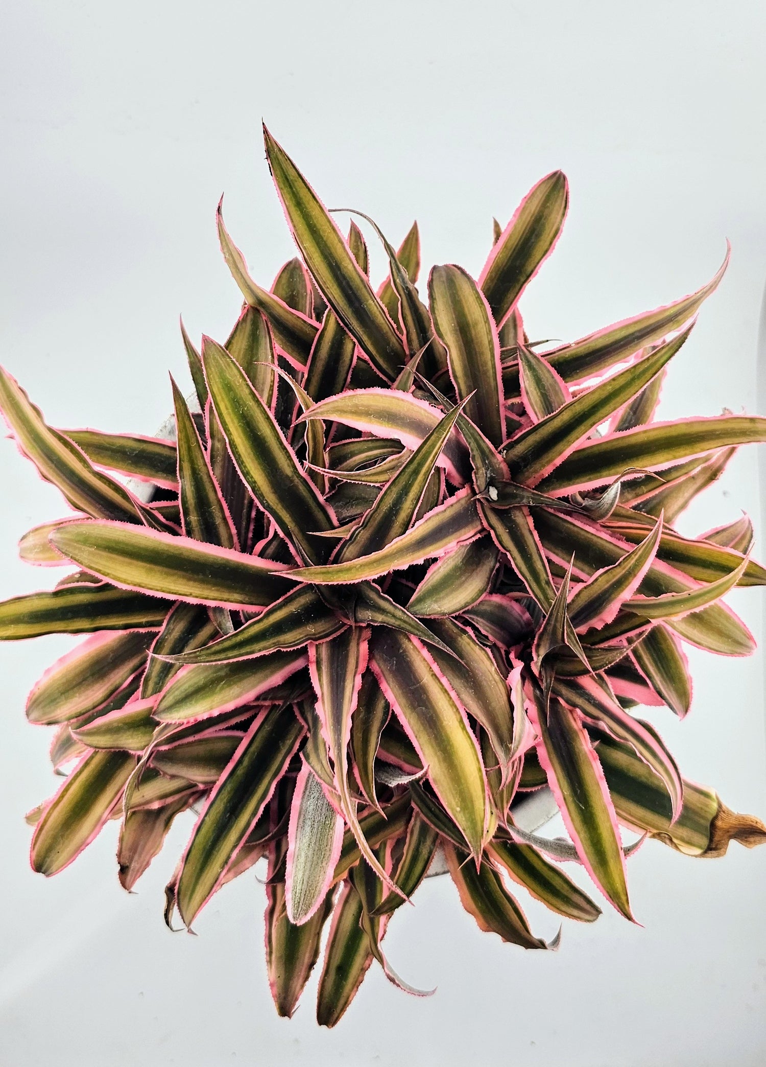 Cryptanthus bivittatus Earth Star 6&quot;
