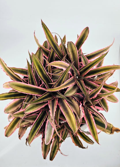 Cryptanthus bivittatus Earth Star 6&quot;