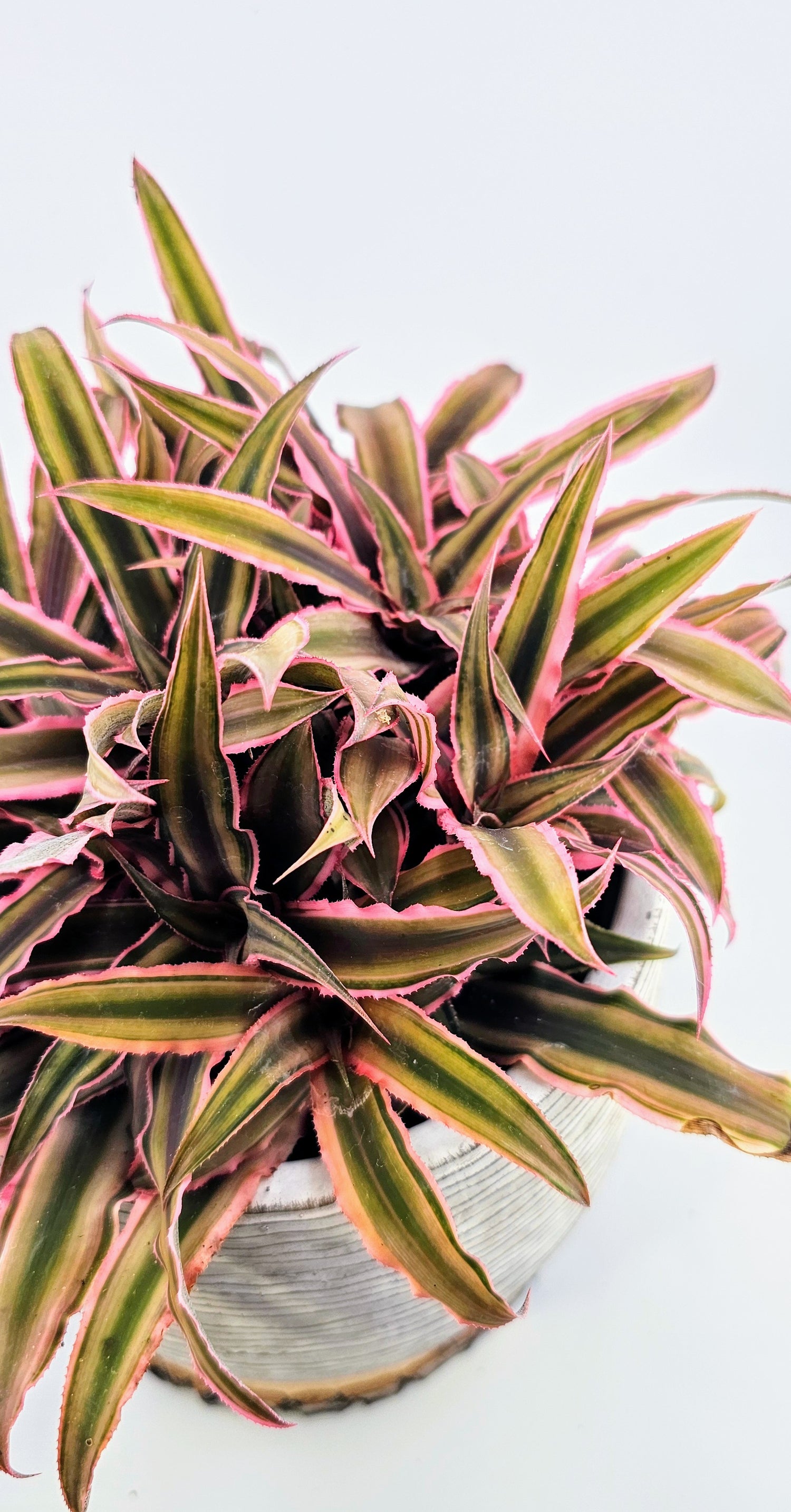 Cryptanthus bivittatus Earth Star 6&quot;