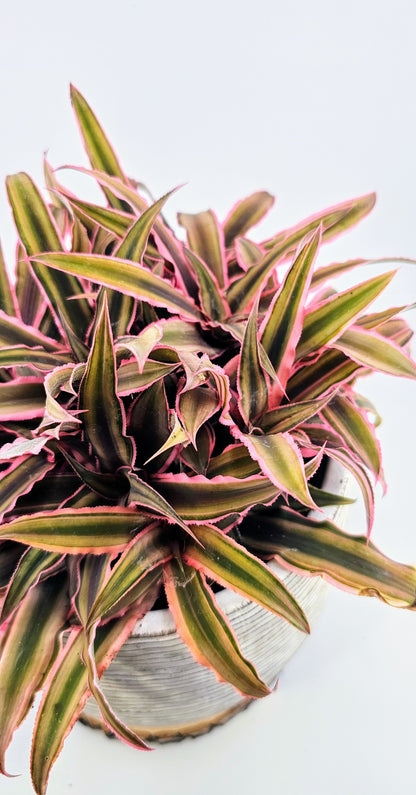Cryptanthus bivittatus Earth Star 6&quot;