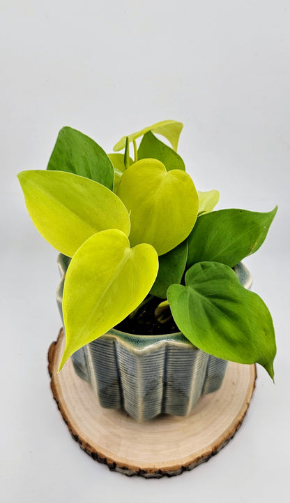 Philodendron Cordatum Lime 4&quot;