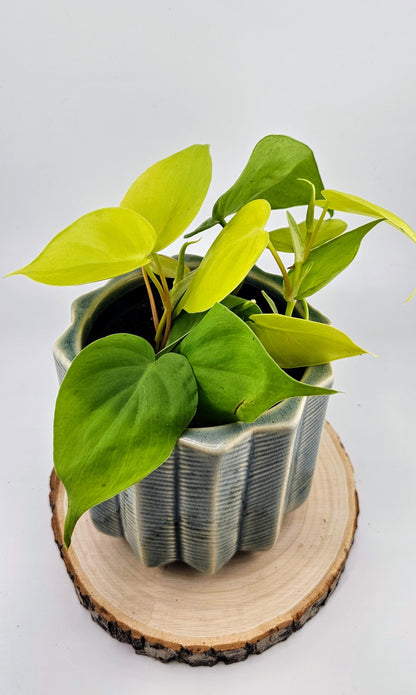 Philodendron Cordatum Lime 4&quot;