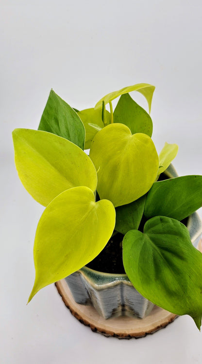 Philodendron Cordatum Lime 4&quot;