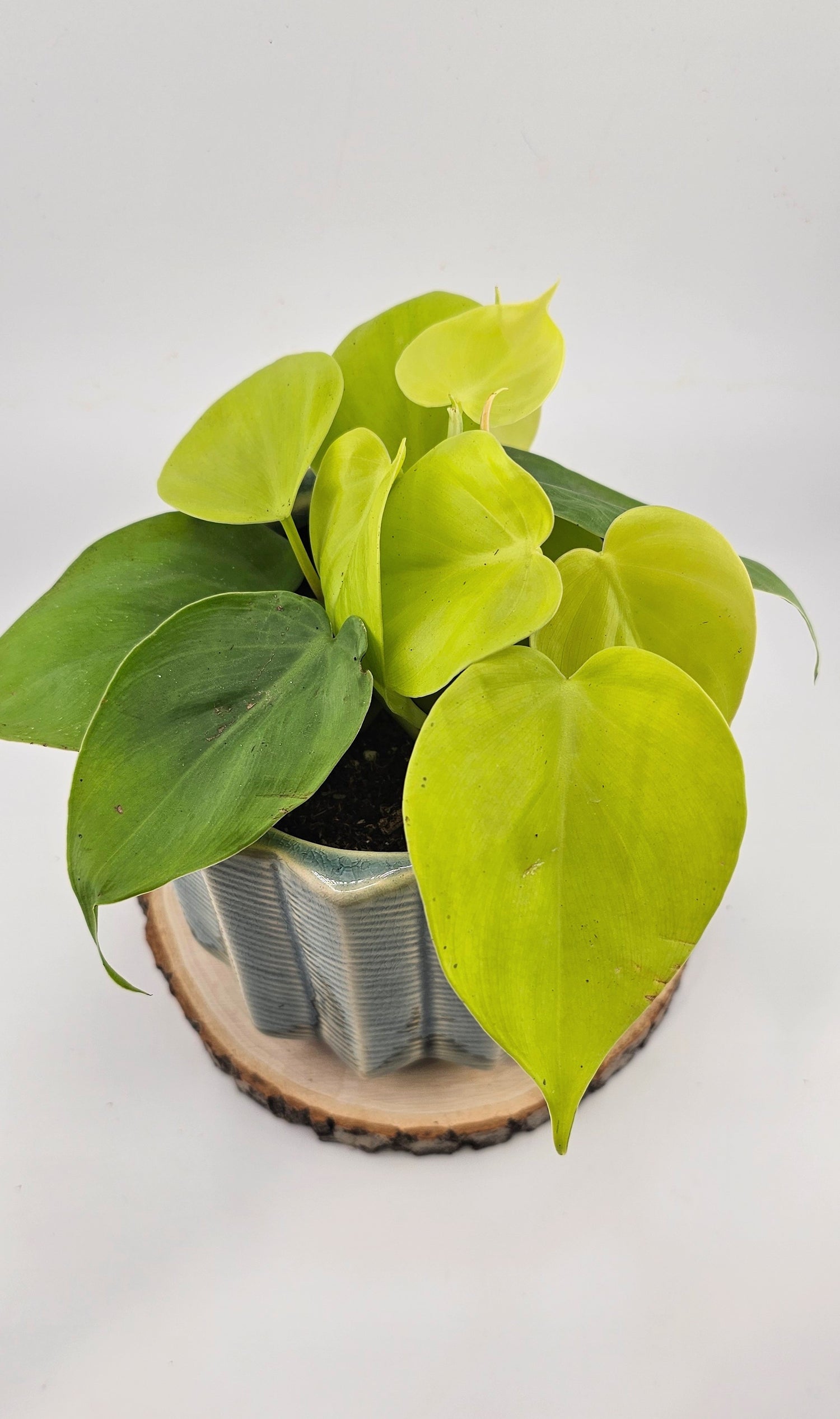 Philodendron Cordatum Lime 4&quot;