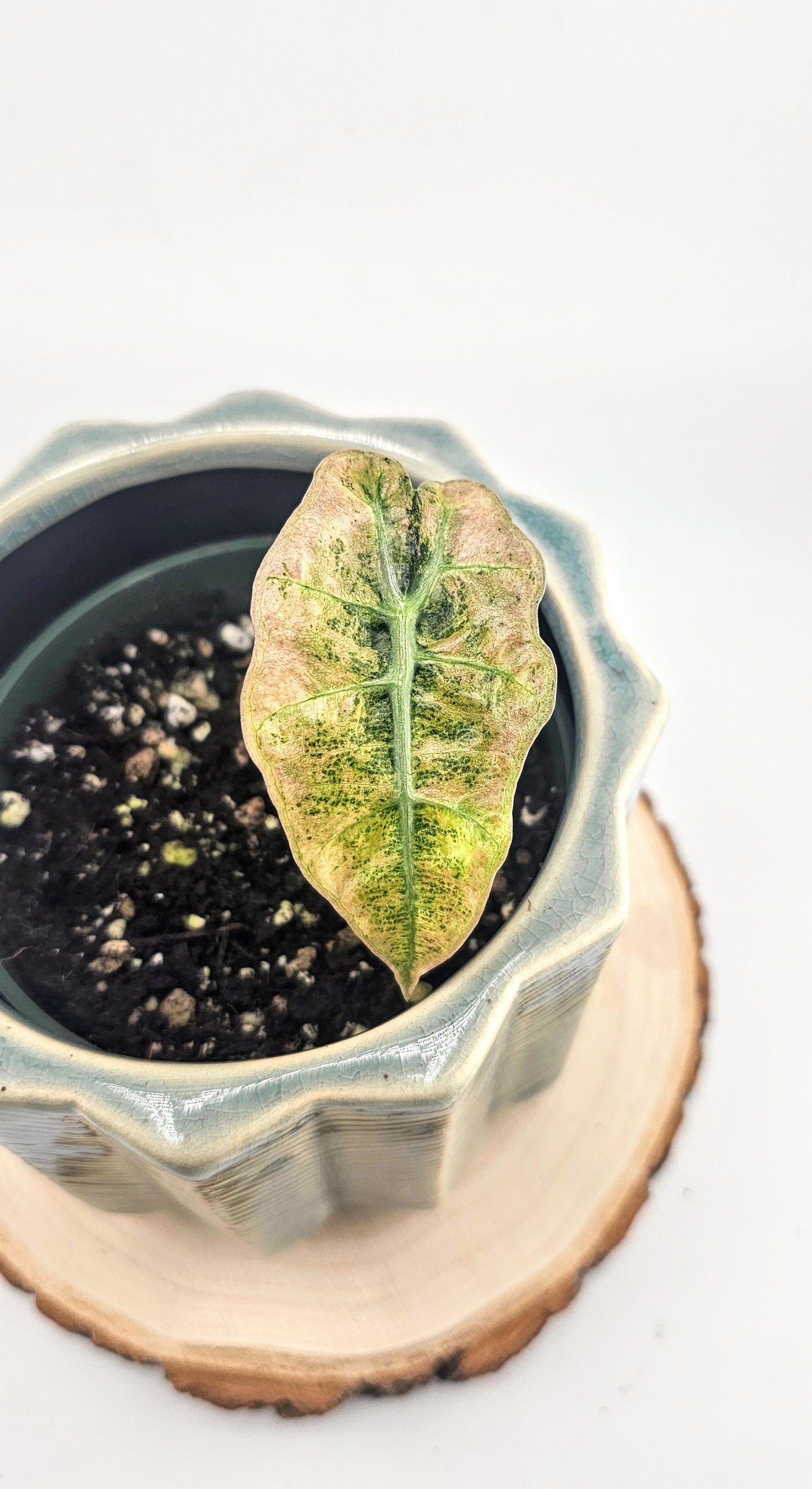 Alocasia Polly Variegated (W16)