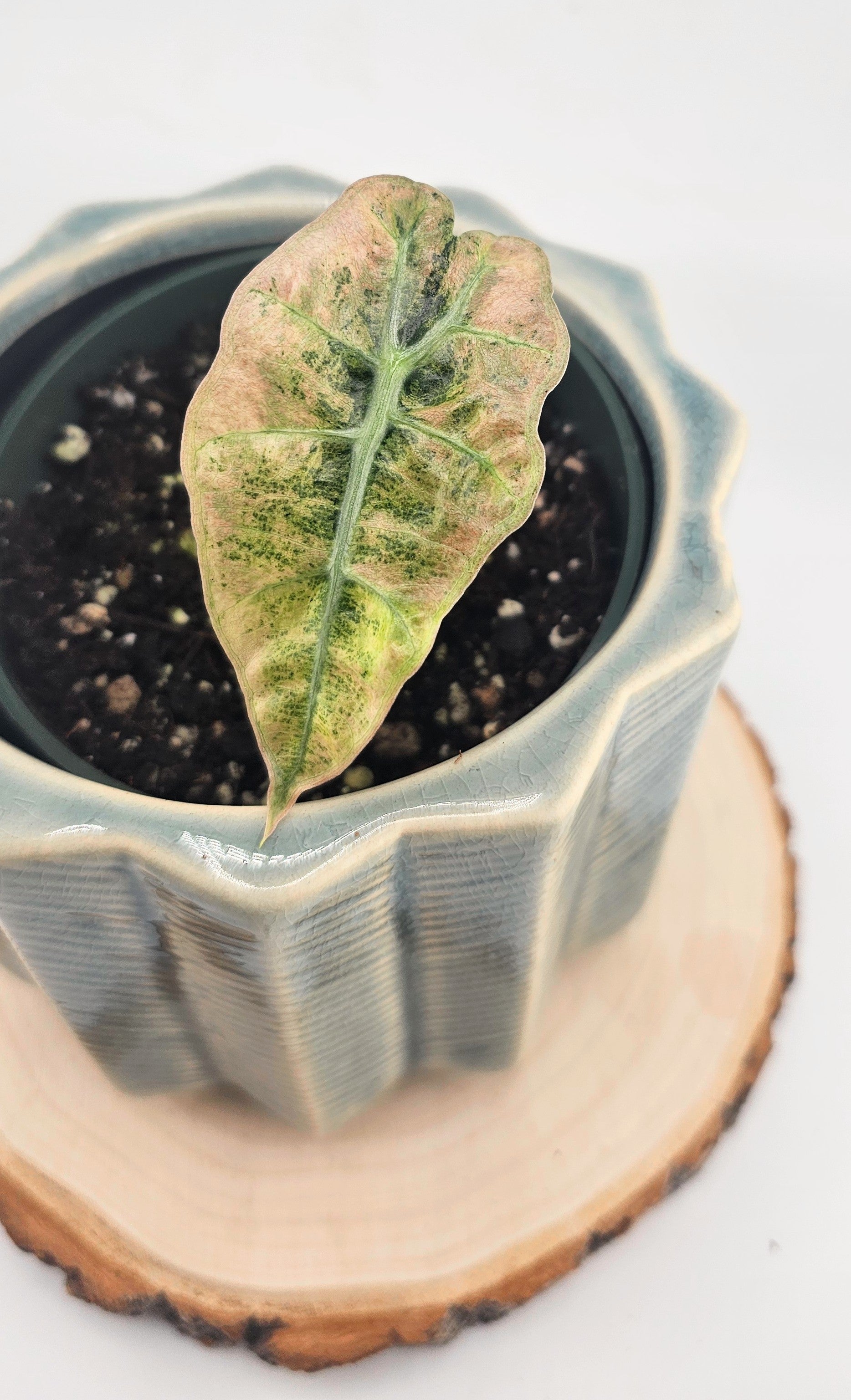 Alocasia Polly Variegated (W16)