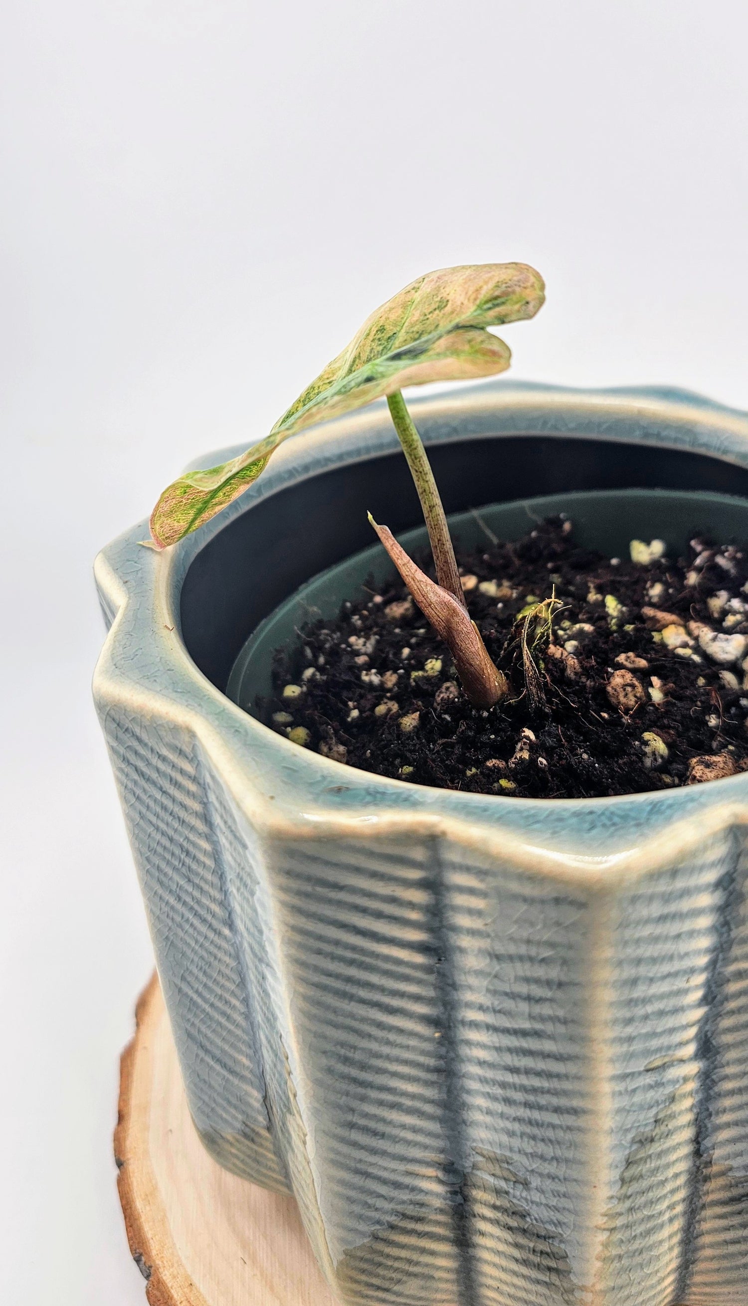 Alocasia Polly Variegated (W16)