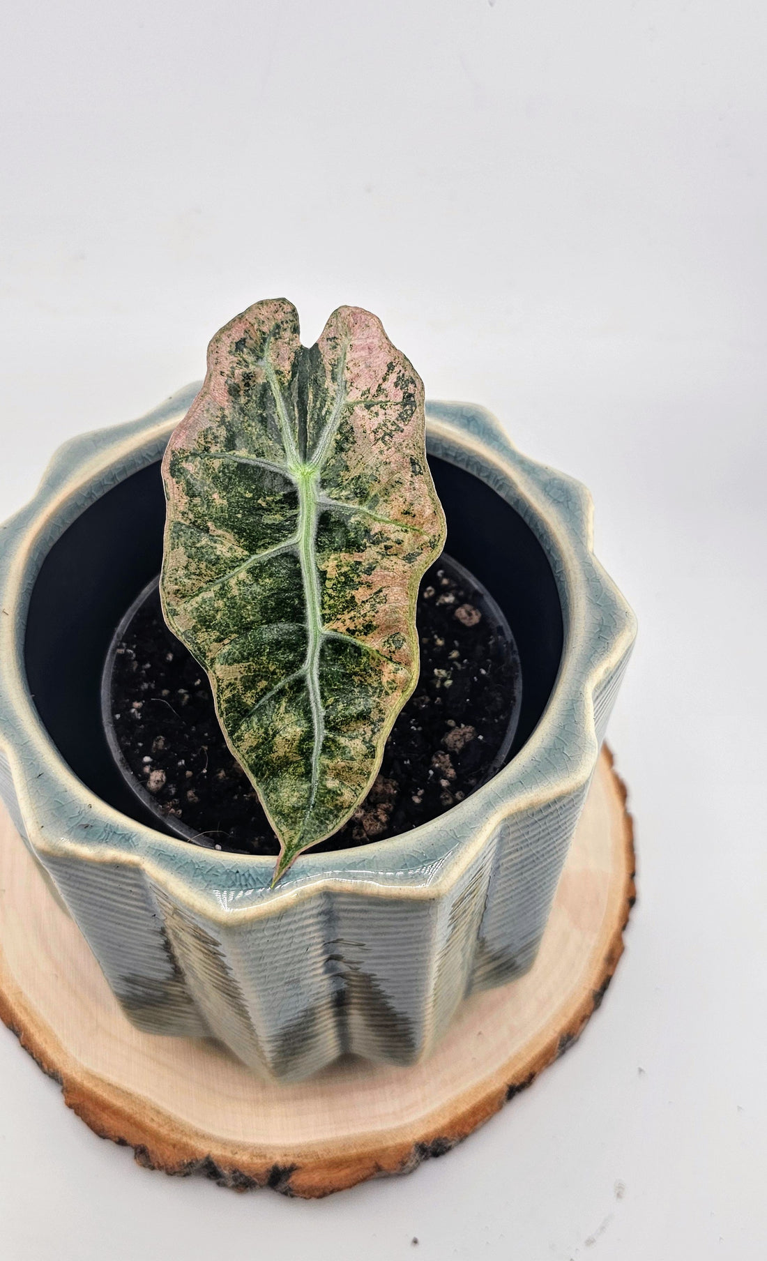 Alocasia Polly Variegated (W17)