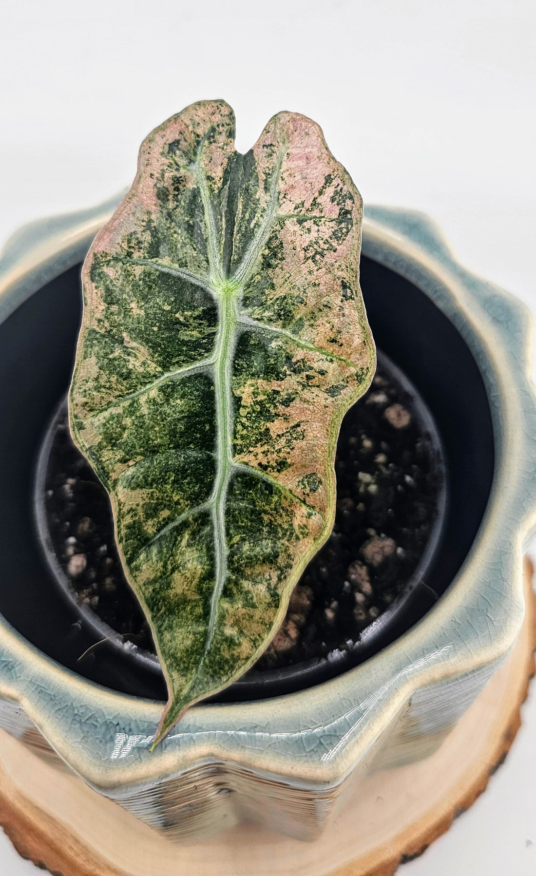 Alocasia Polly Variegated (W17)