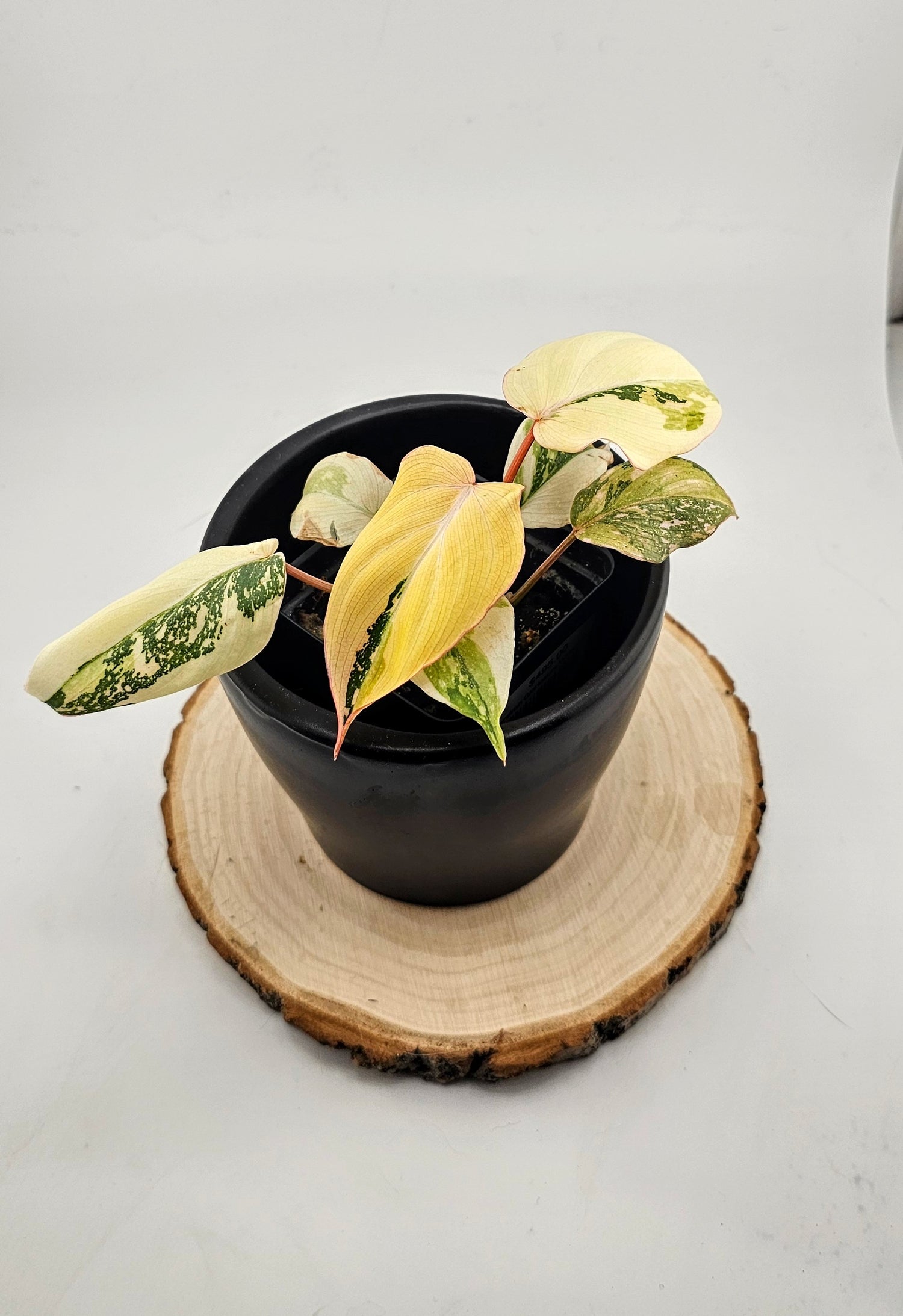 Philodendron Gloriosum Variegated Type 2