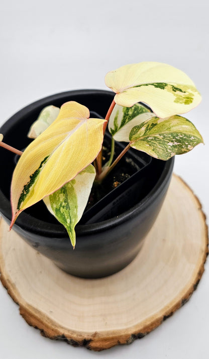 Philodendron Gloriosum Variegated Type 2