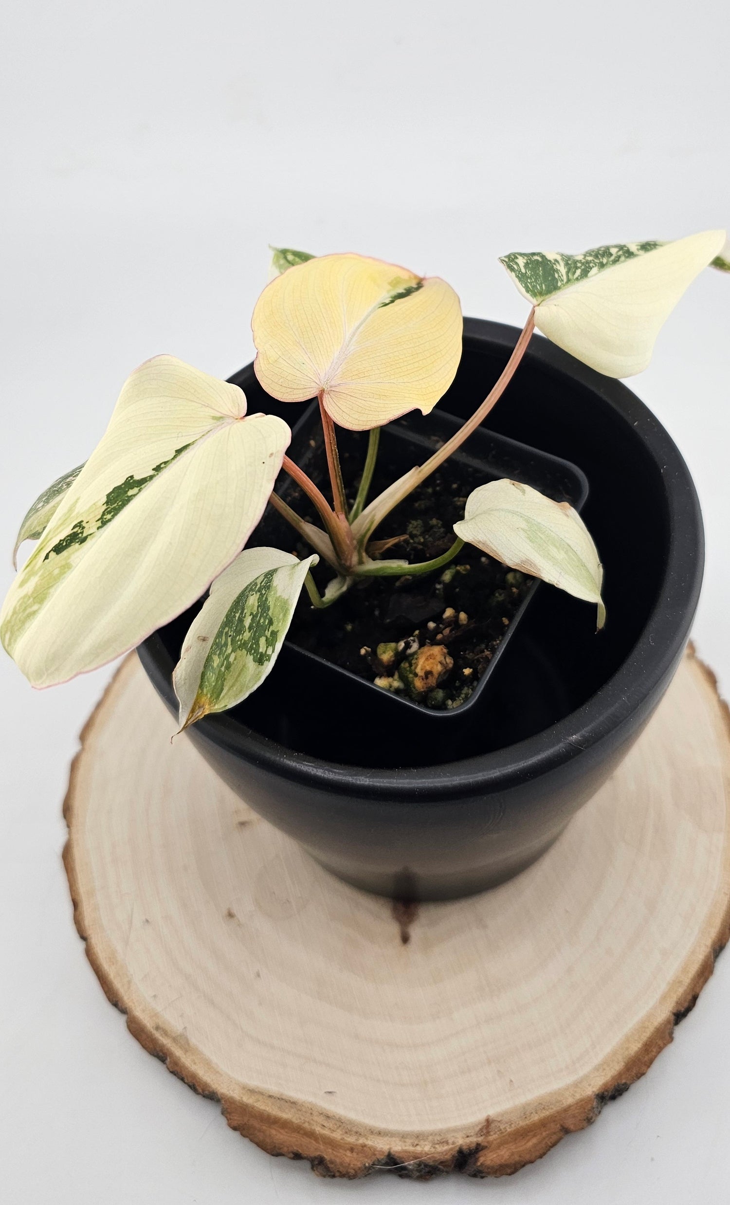 Philodendron Gloriosum Variegated Type 2