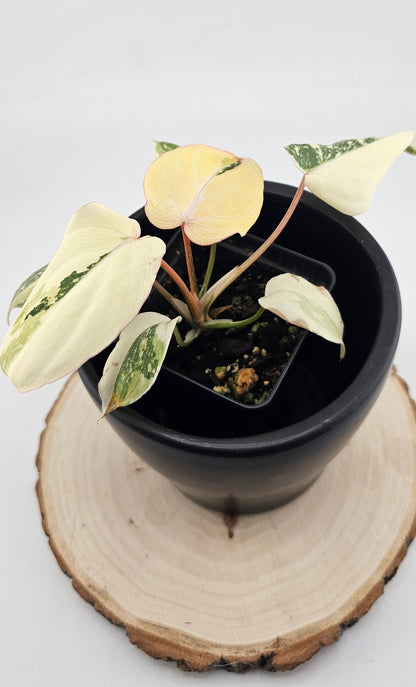 Philodendron Gloriosum Variegated Type 2