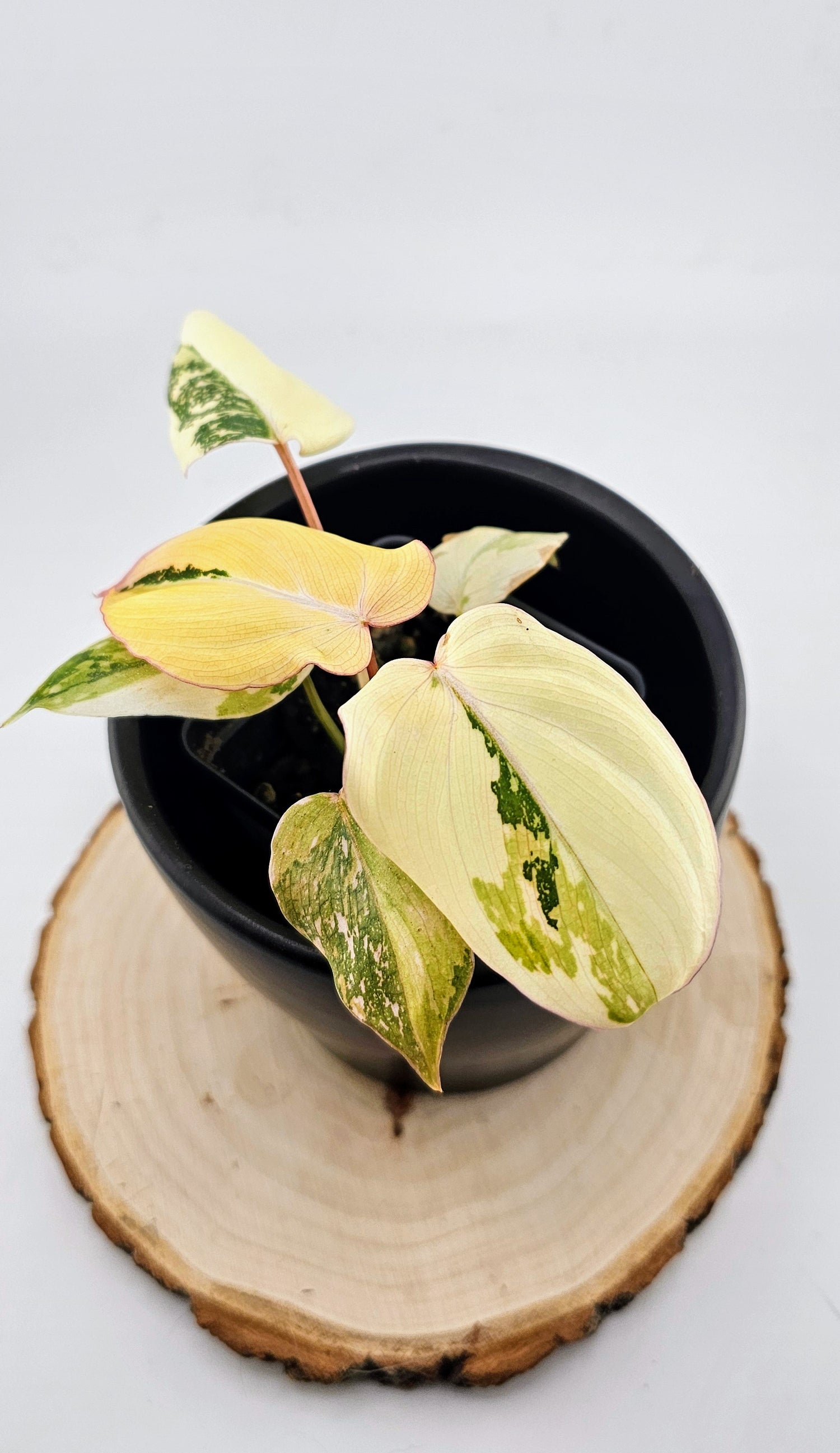Philodendron Gloriosum Variegated Type 2