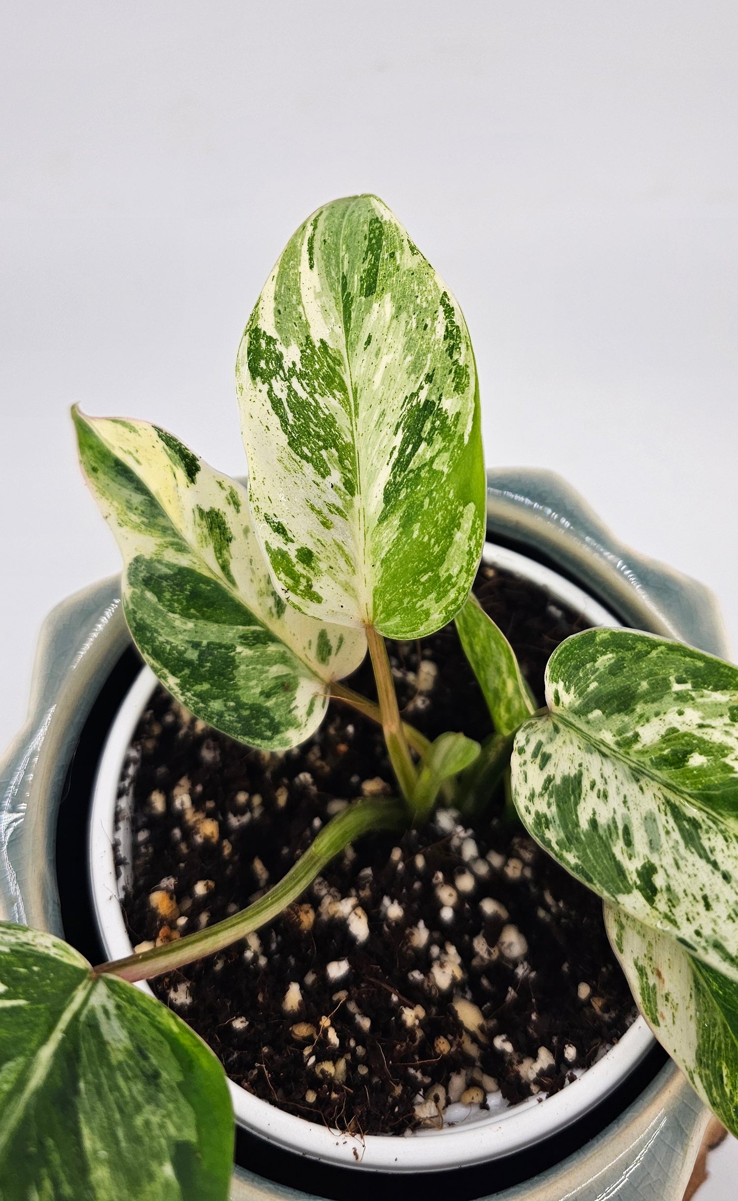 philodendron emerald queen care Philodendron Emerald Queen (A) – Wilderly