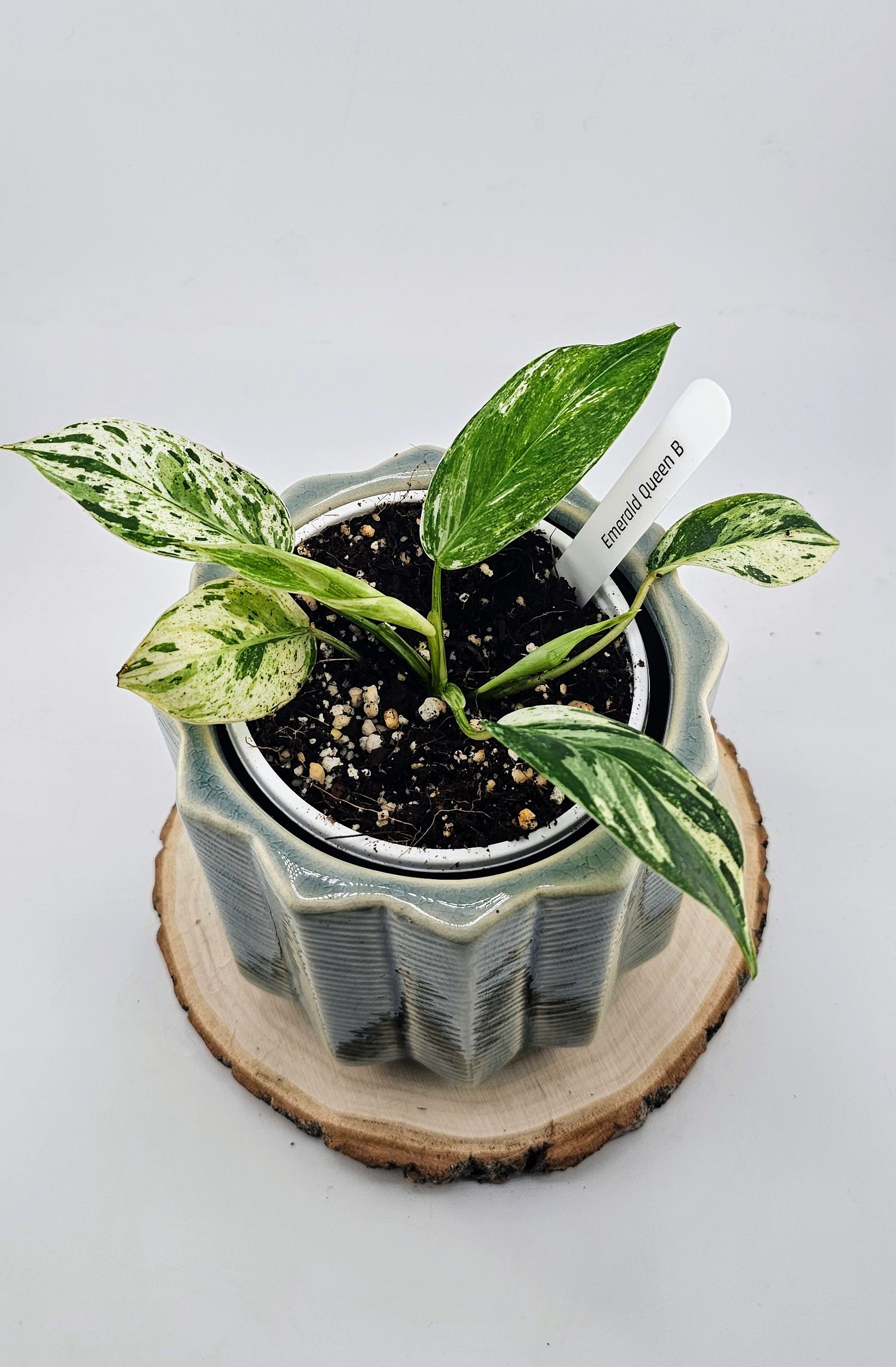 philodendron b Philodendron Emerald Queen (B) – Wilderly