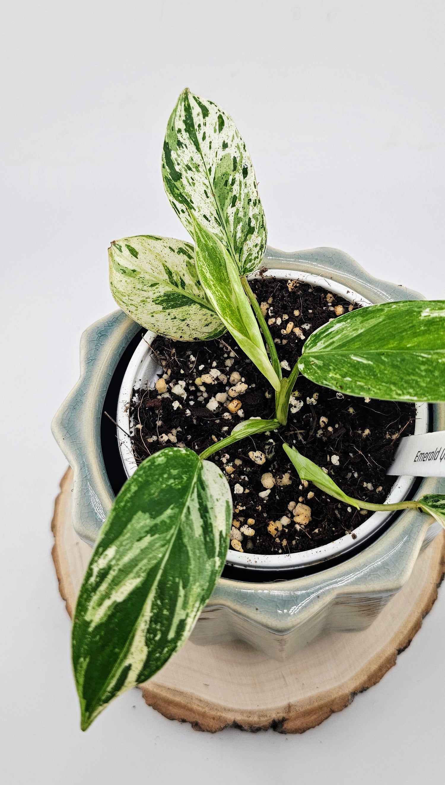 Philodendron Emerald Queen (B)