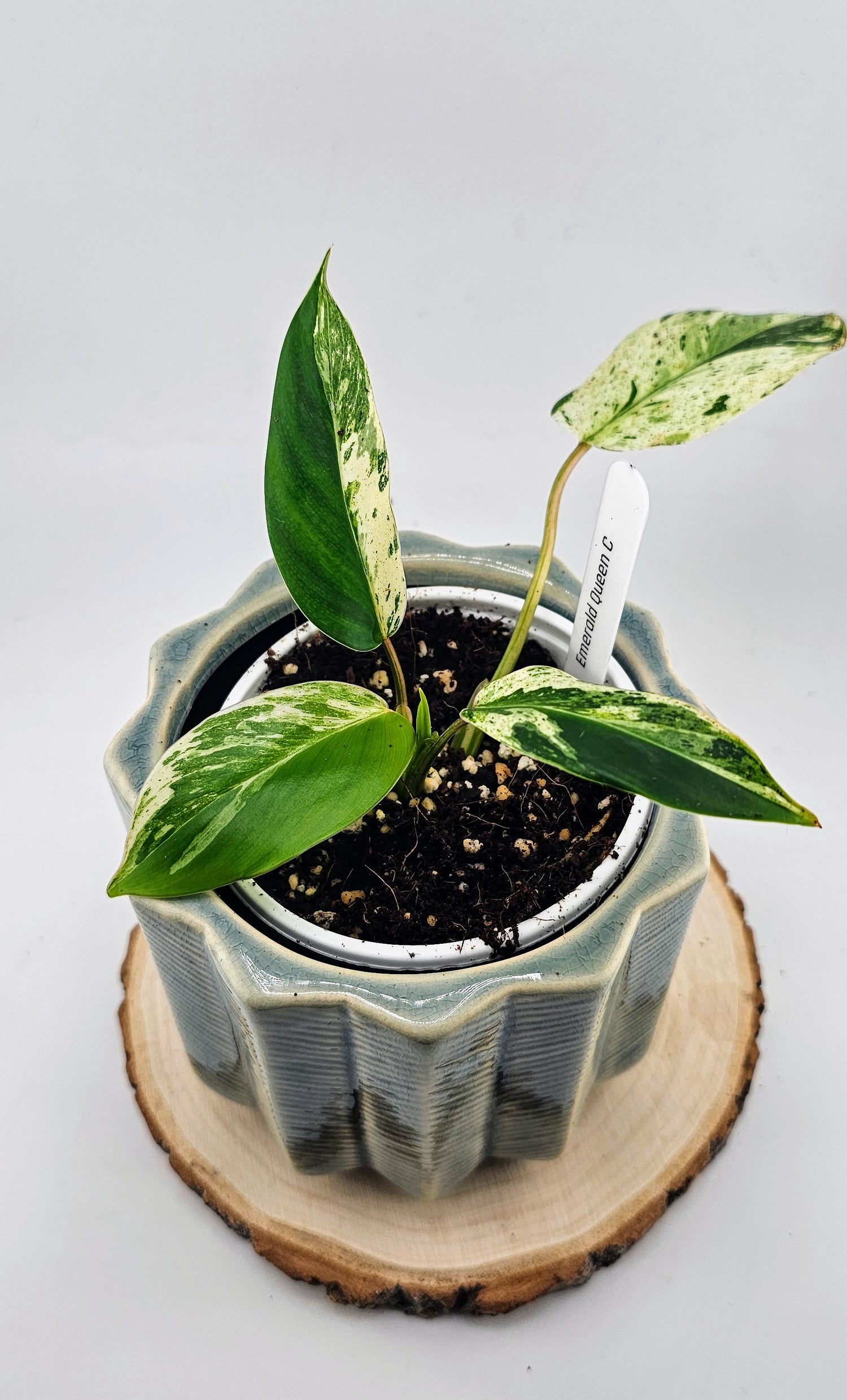 philodendron c Philodendron Emerald Queen (C) – Wilderly