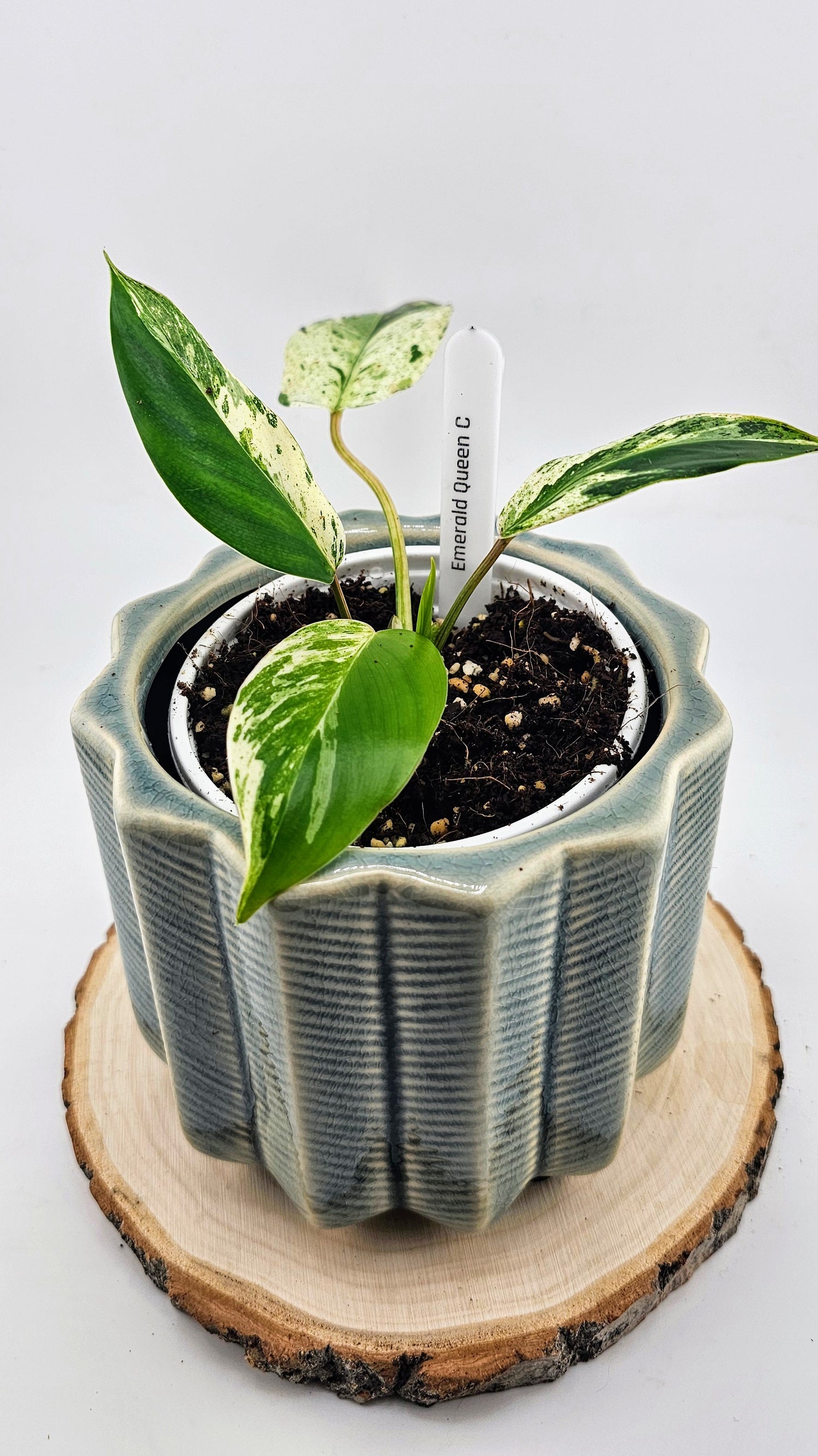 queen philodendron Philodendron Emerald Queen (C) – Wilderly