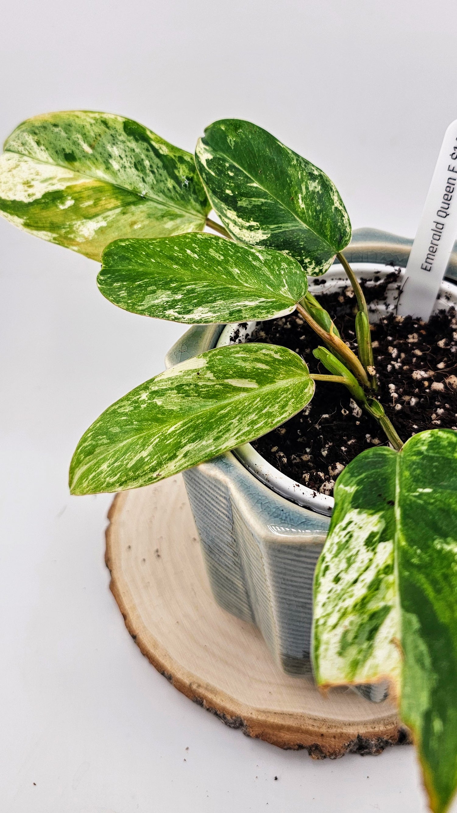 philodendron e Philodendron Emerald Queen E – Wilderly