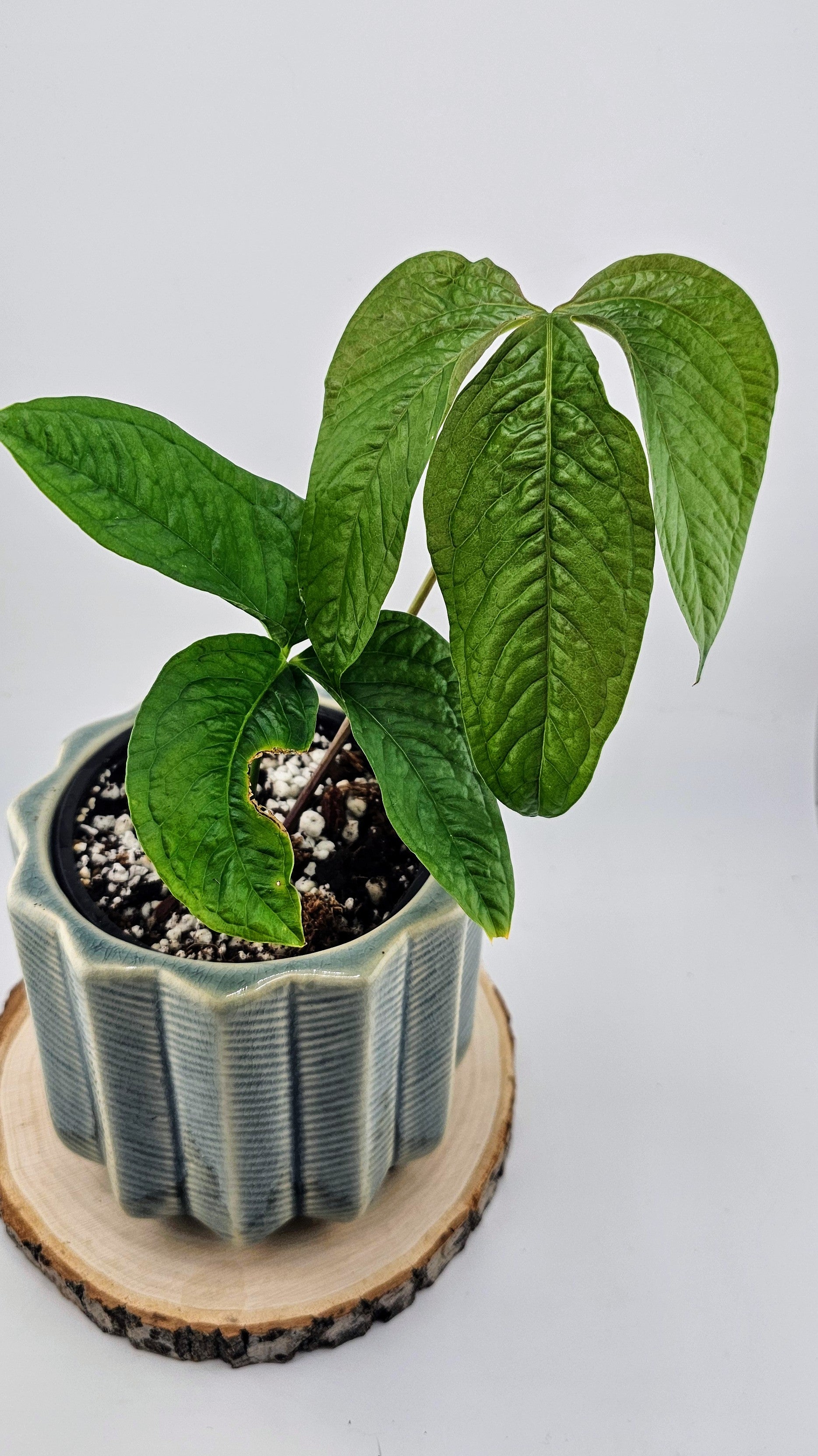 Anthurium Crocodile Hands