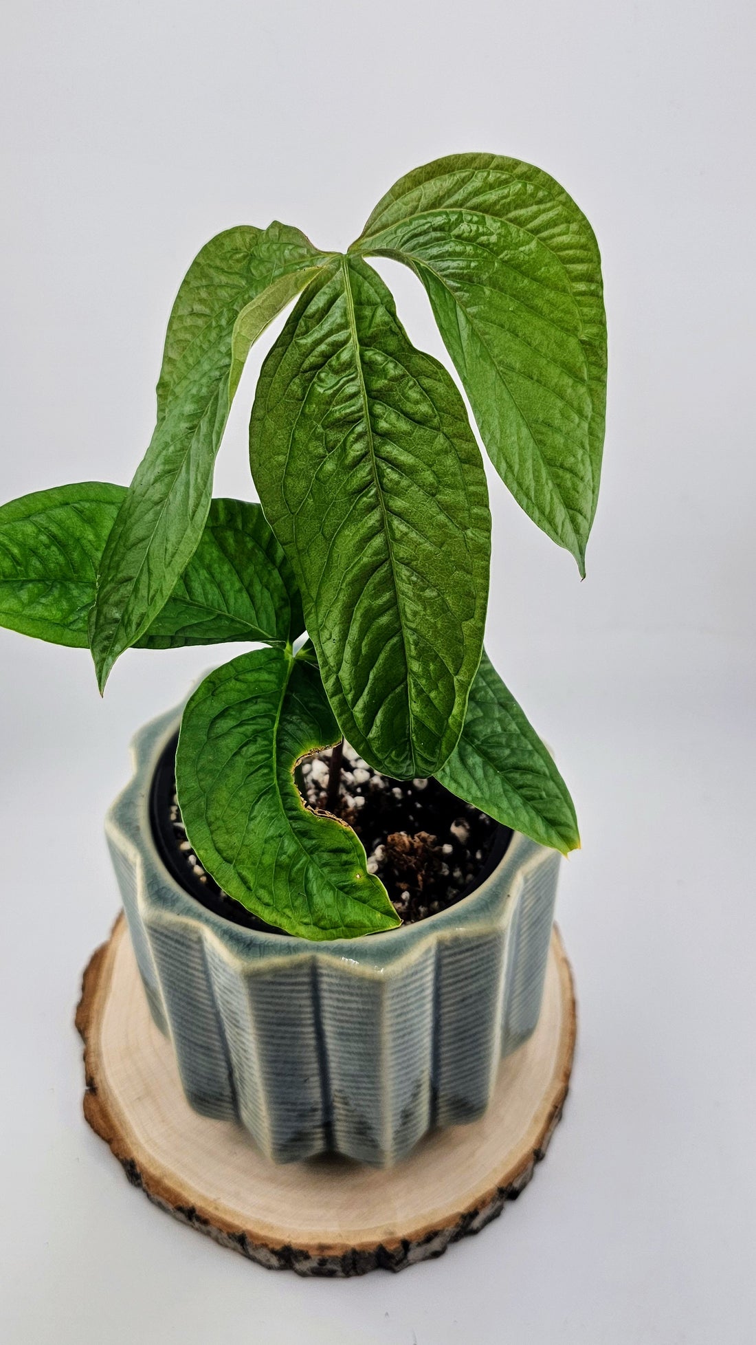 Anthurium Crocodile Hands