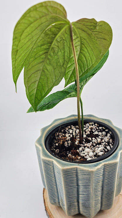 Anthurium Crocodile Hands