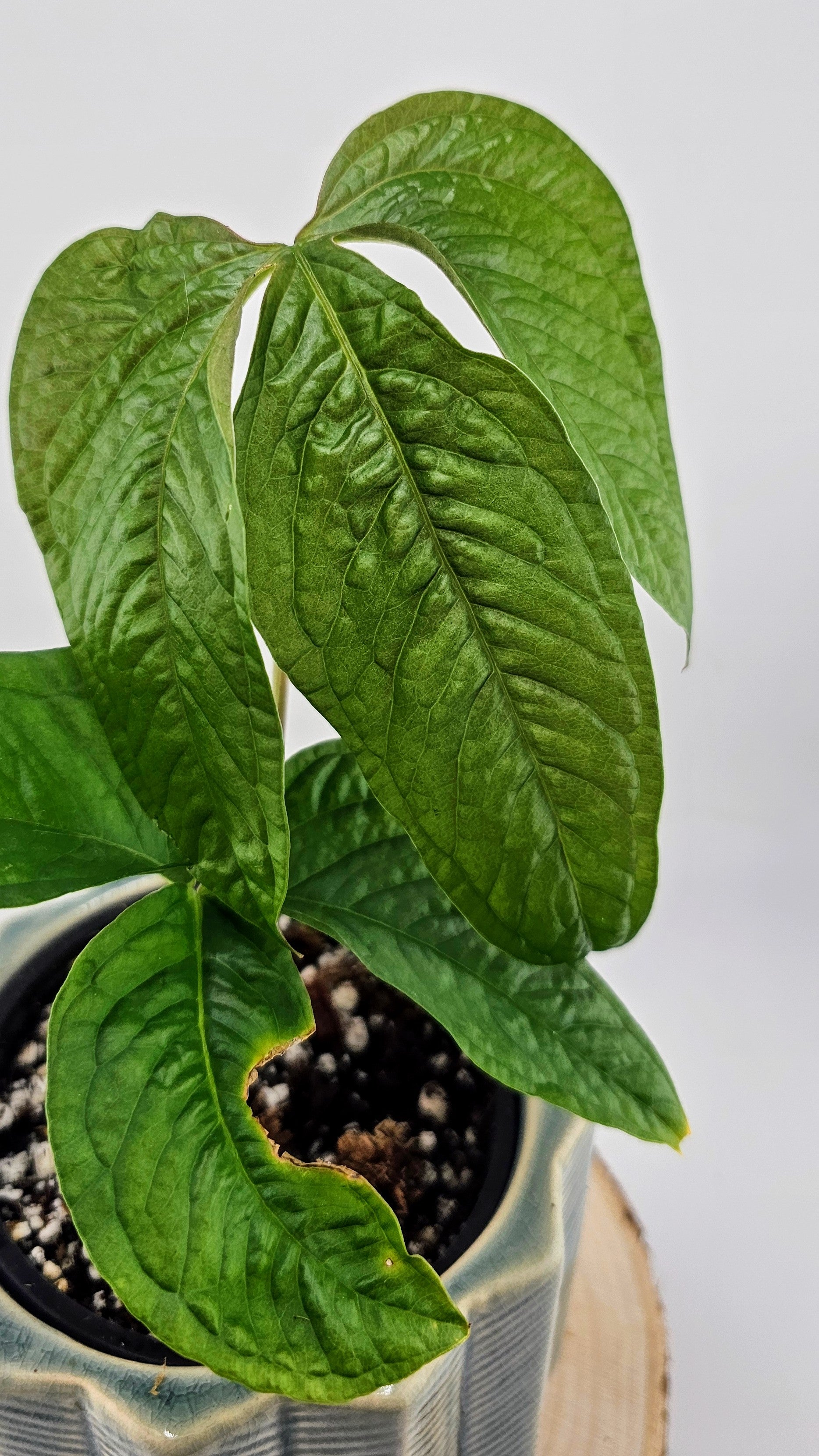 Anthurium Crocodile Hands