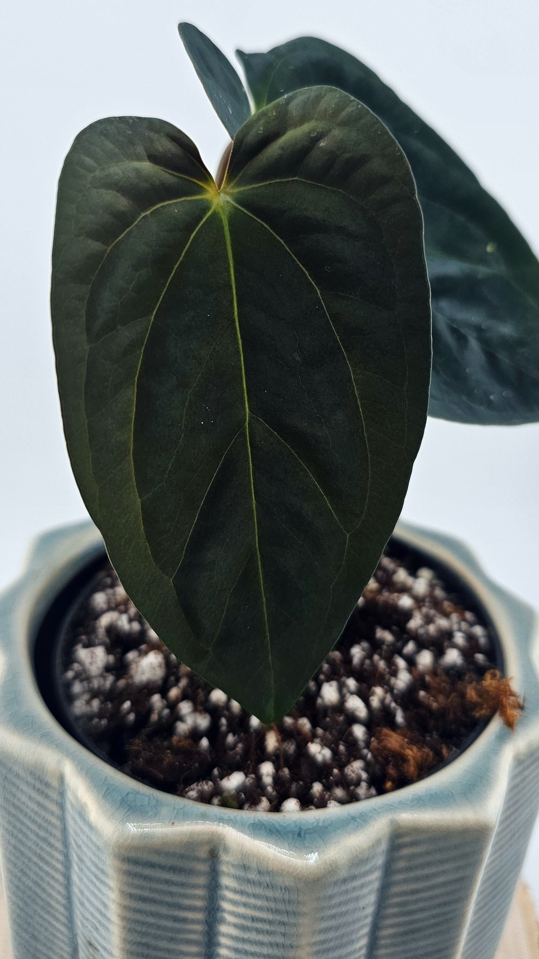 Anthurium Papillilaminum (Pure Form 46)