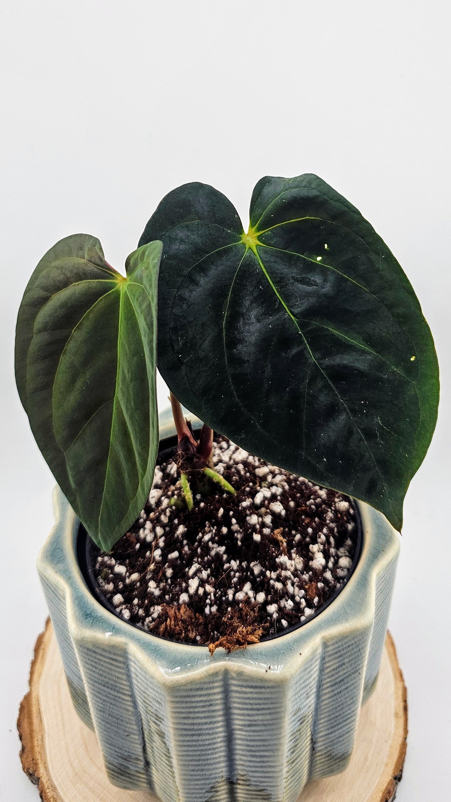 Anthurium Papillilaminum (Pure Form 46)