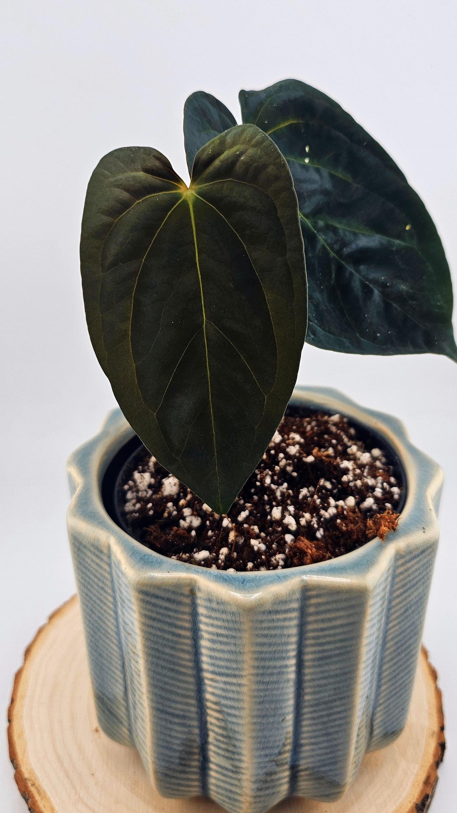 Anthurium Papillilaminum (Pure Form 46)