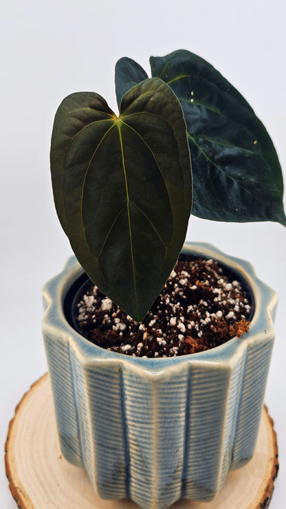 Anthurium Papillilaminum (Pure Form 46)