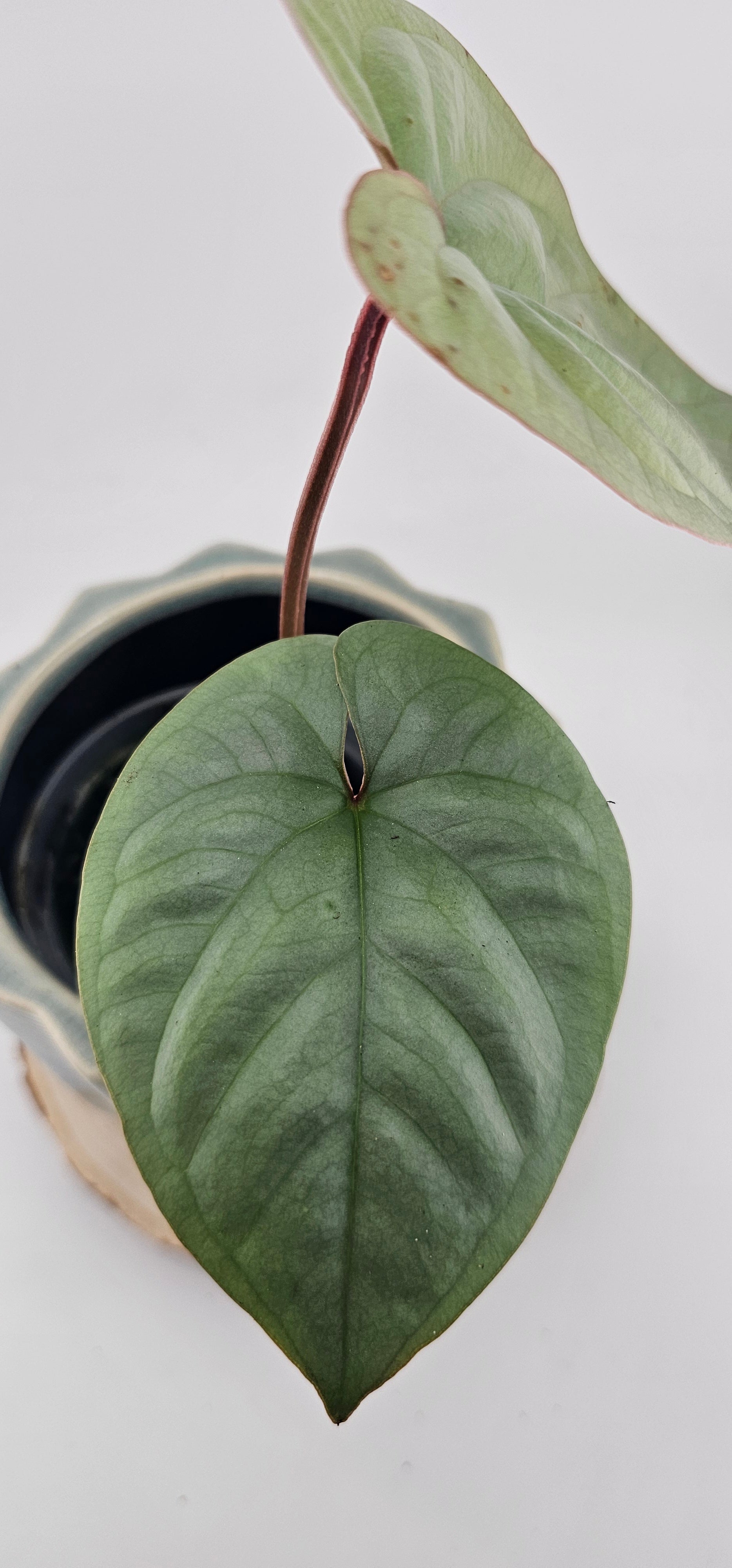 Anthurium sp. Peru Silver (31)