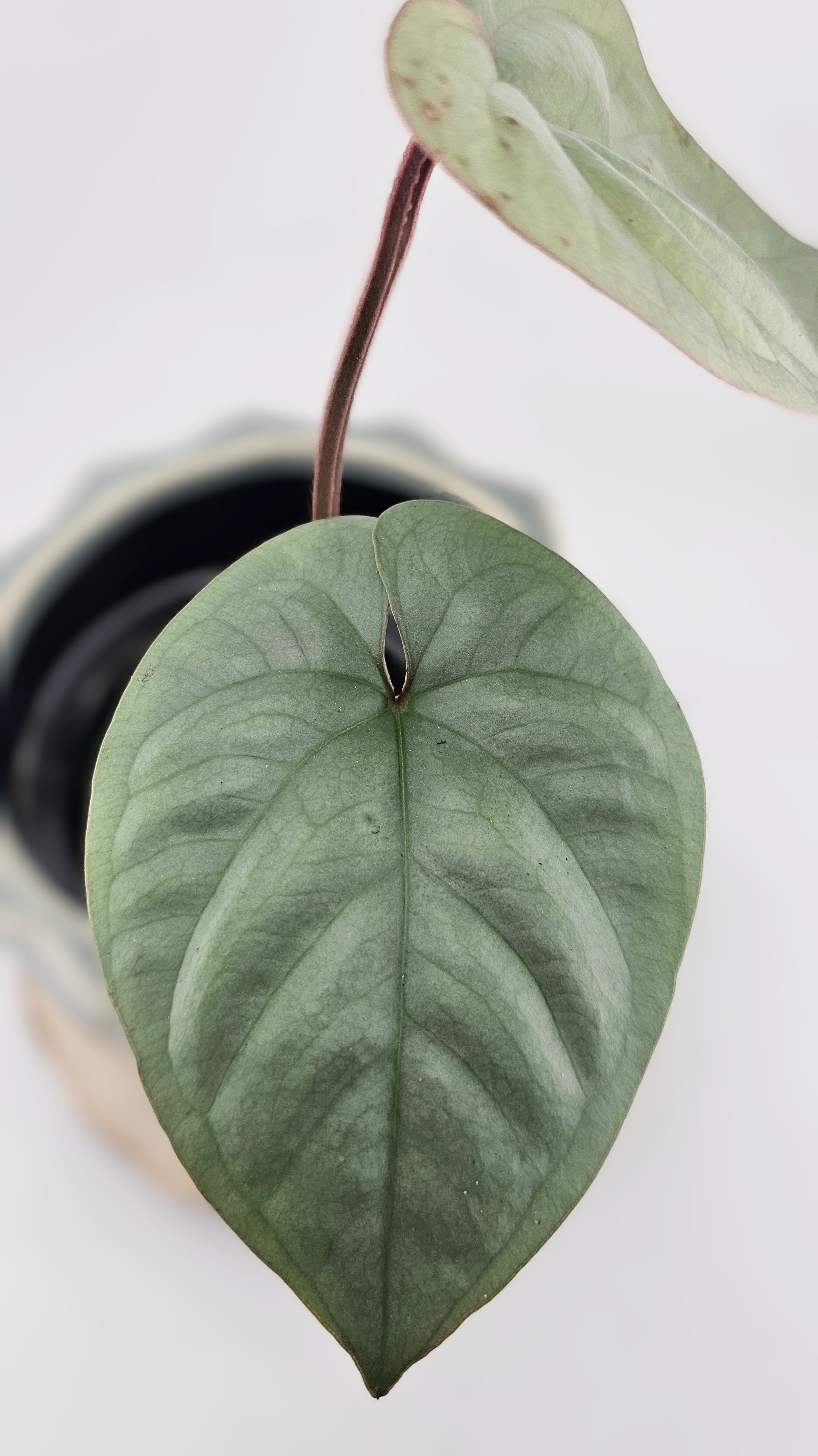 Anthurium sp. Peru Silver (31)