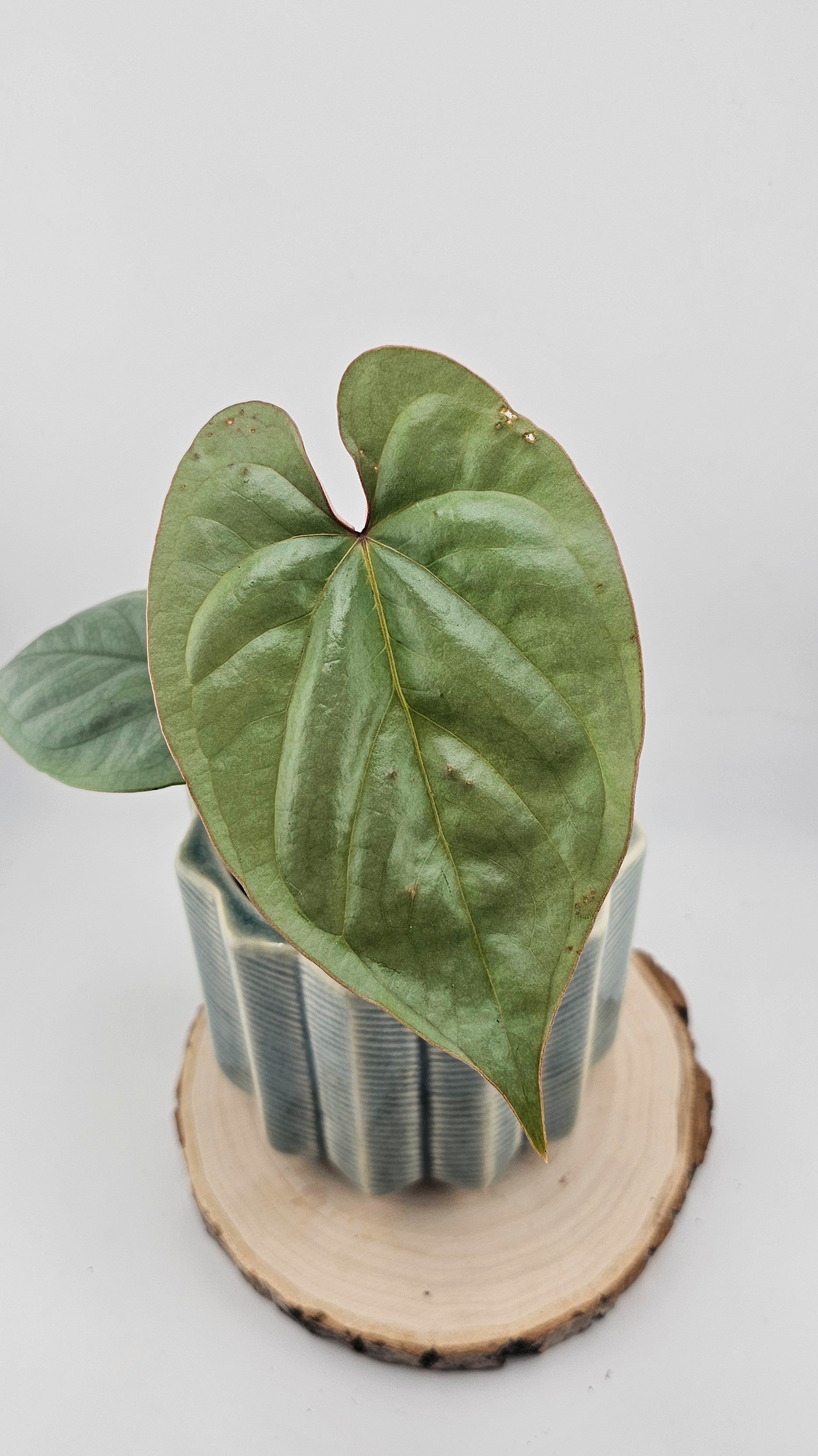 Anthurium sp. Peru Silver (31)