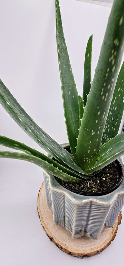 Aloe Vera 4&quot;