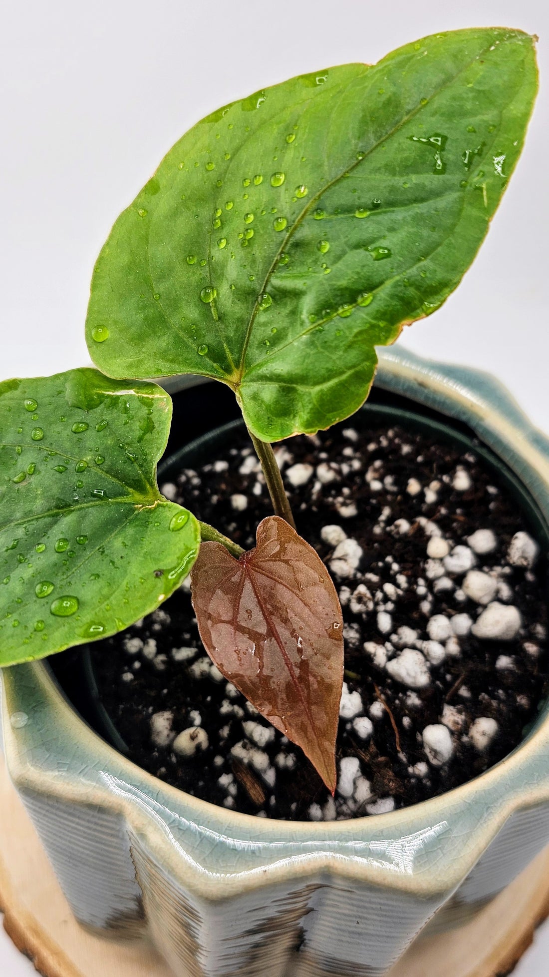 Anthurium Kunayalense (A)