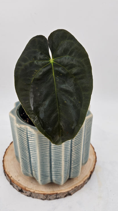 Anthurium Papillilaminum, Pure Dark Form (WA91)