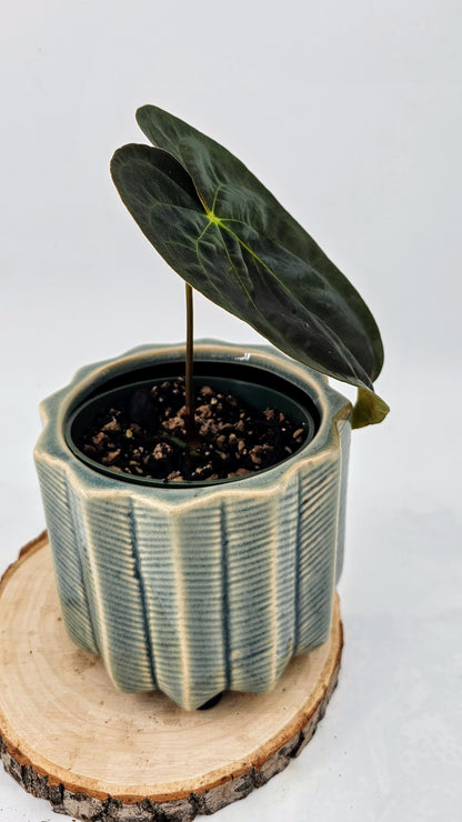 Anthurium Papillilaminum, Pure Dark Form (WA91)