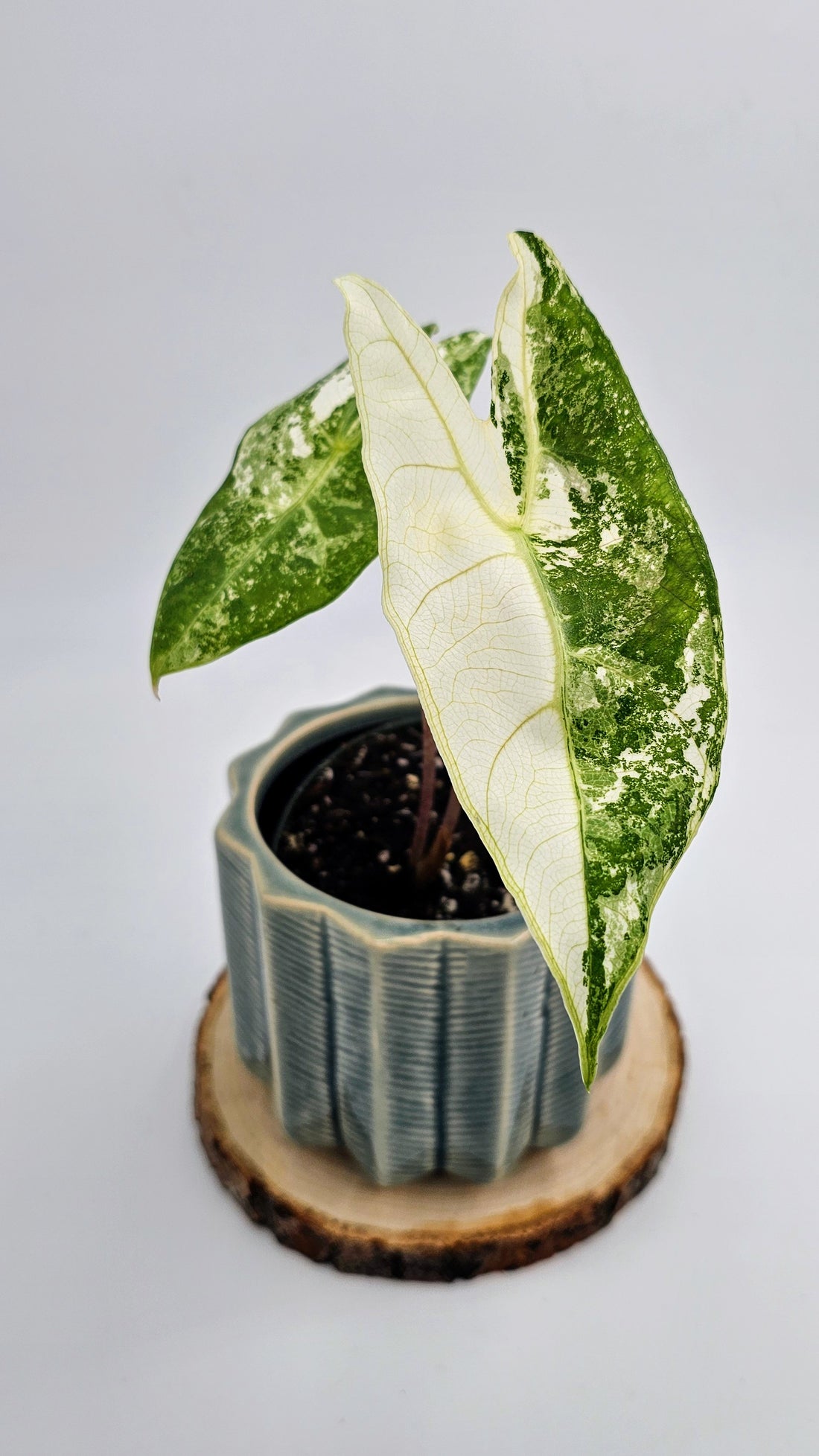 (A2) Alocasia Longiloba Variegated